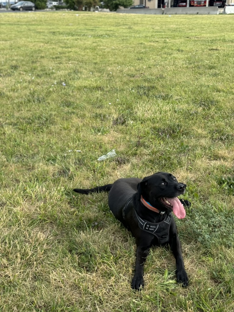 A dog playing on the open green lot at 3000 Grays Ferry Avenue before construction began, with the fire station visible in the background